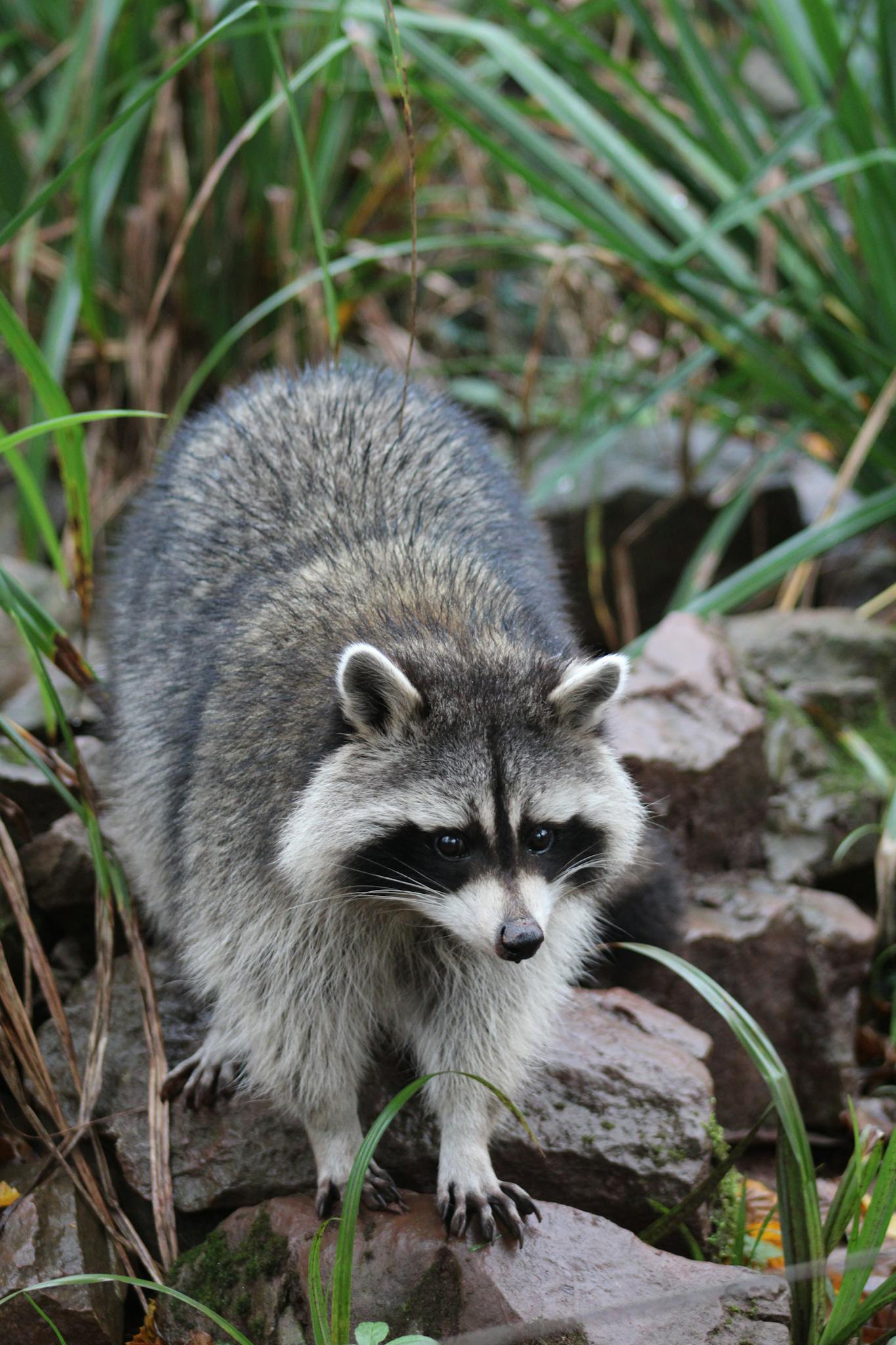 A close-up of a raccoon amidst rocks and foliage in a garden setting.