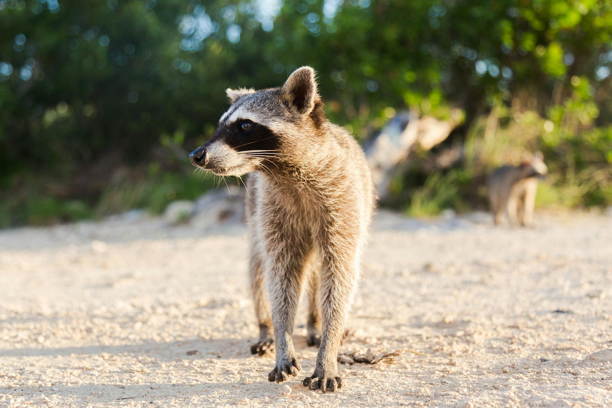 Curious raccoon walking on a sandy beach surrounded by greenery, showcasing wildlife behavior in nature.